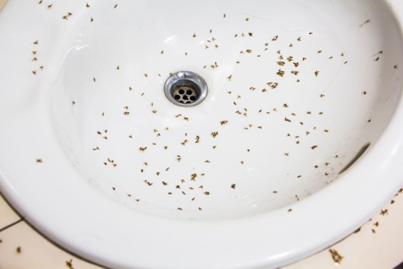 drain flies in a bathroom sink